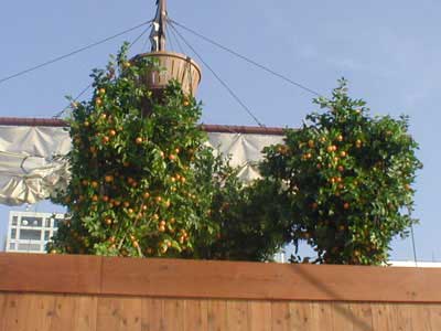 ナミのミカン畑 17kb