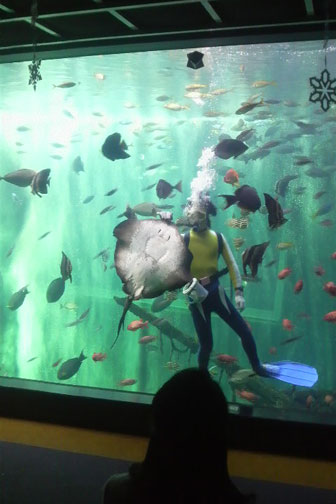 エイが!エイが~~!